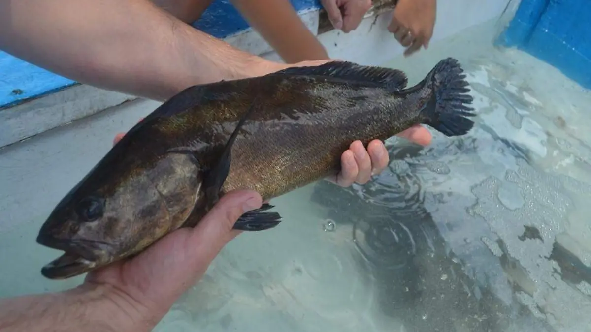 totoaba grande CORTESIA IAES